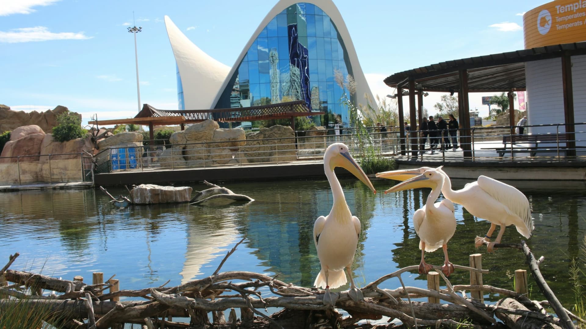 Oceanogràfic de Valencia Ticket - تصویر 6
