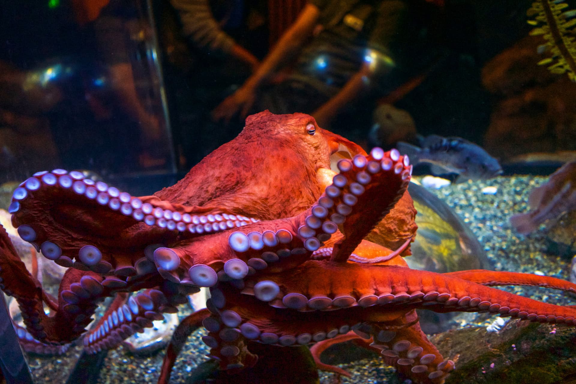 Go City San Francisco All-Inclusive Pass: Save up to 50% on Attractions - تصویر 20