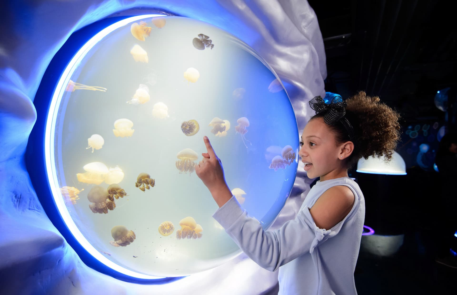 COMBO: London Eye + SEA LIFE London Aquarium Ticket - تصویر 14