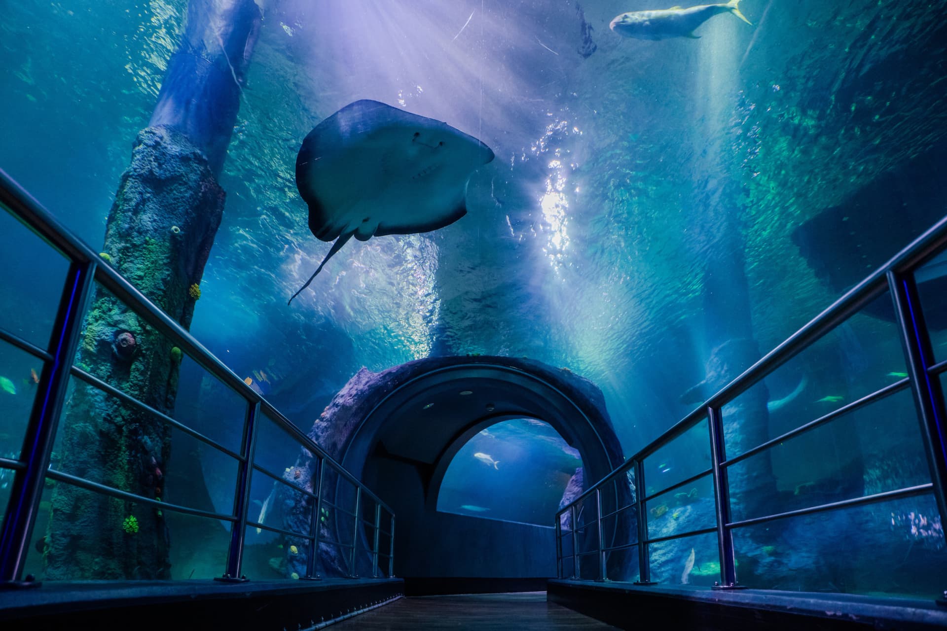 SEA LIFE Melbourne Aquarium Direct Entry Ticket - تصویر 2