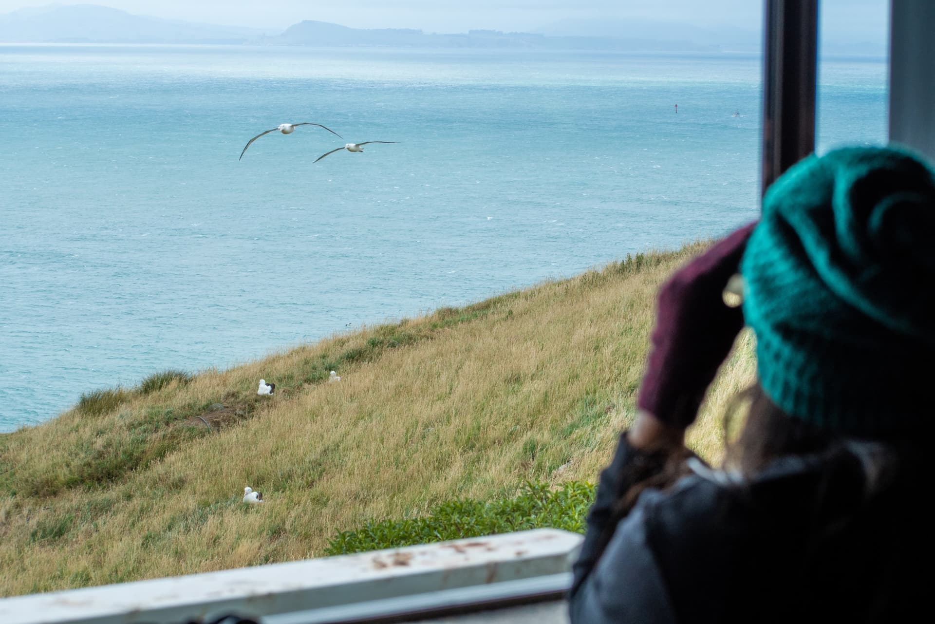Albatross Classic Guided Tour - تصویر 2