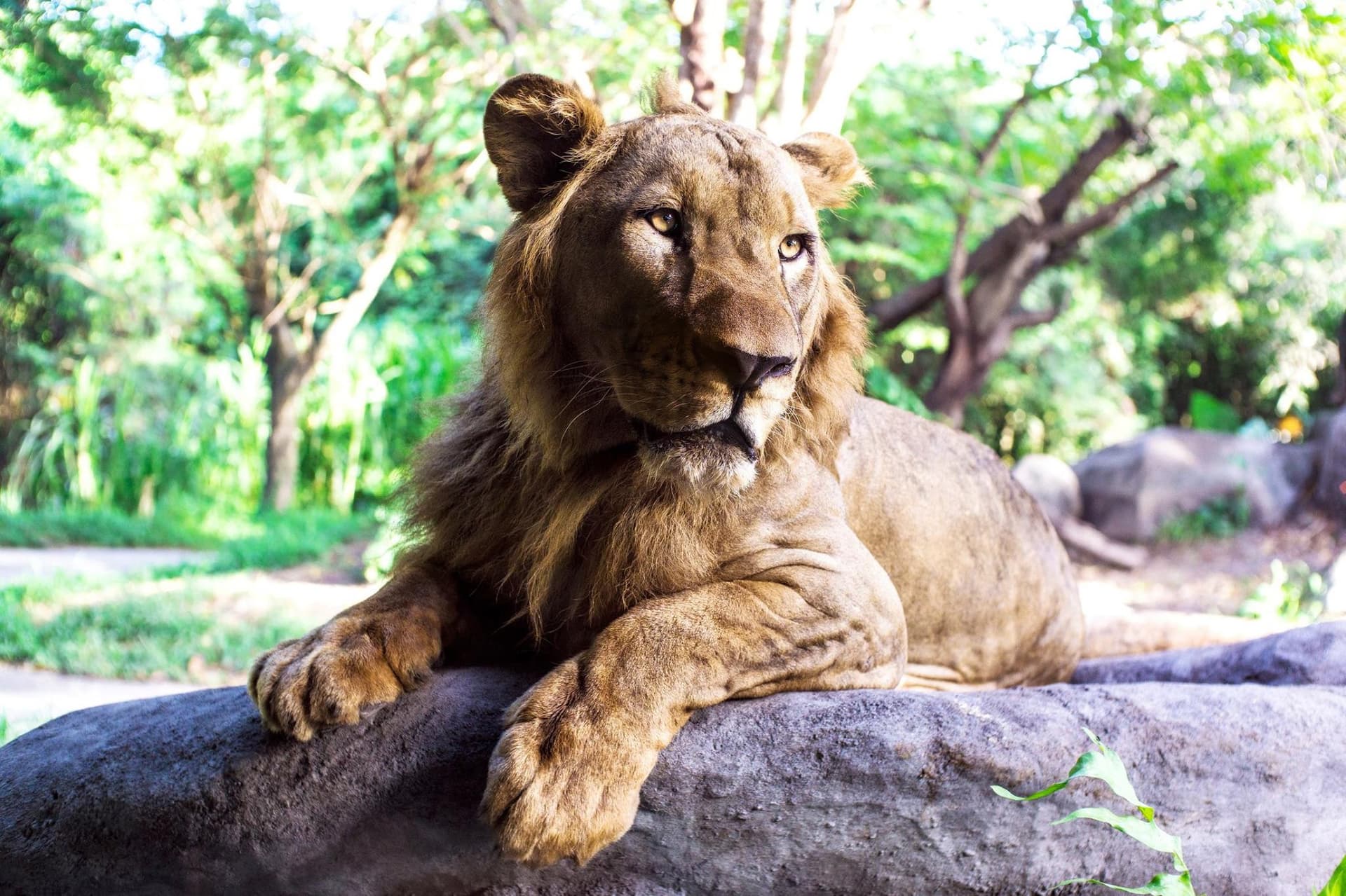 Bali Safari Park Ticket - تصویر 4
