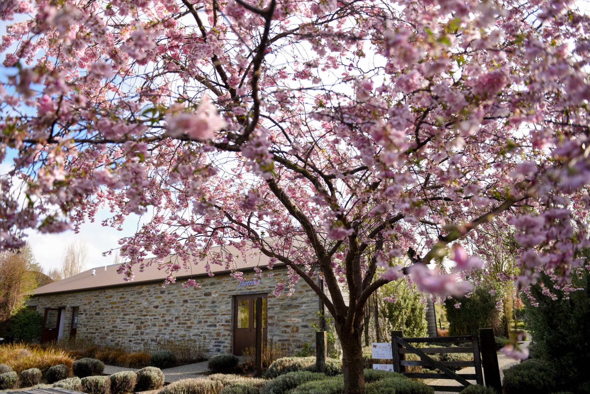 Wanaka Lavender Farm Ticket - تصویر 9
