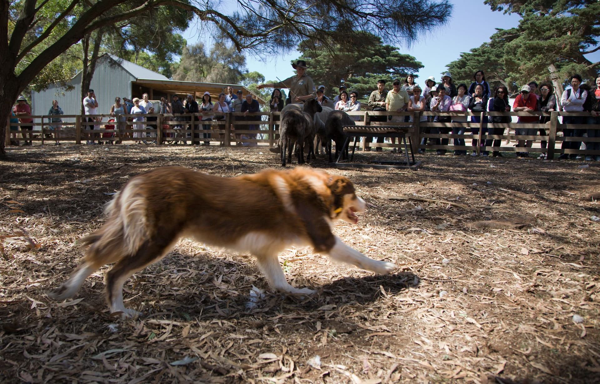 Churchill Island Ticket - تصویر 4