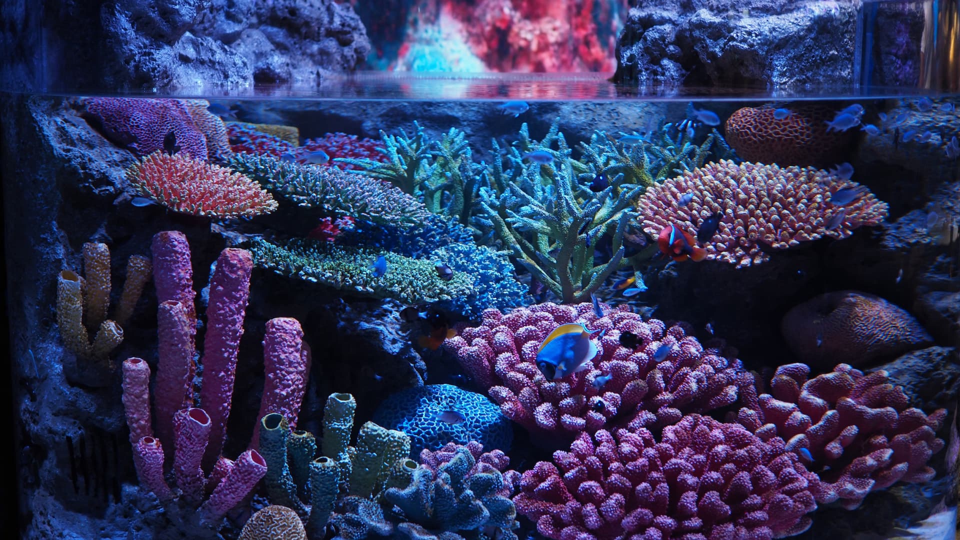COMBO: SEA LIFE Bangkok Ocean World + Madame Tussauds Bangkok Tickets - تصویر 8