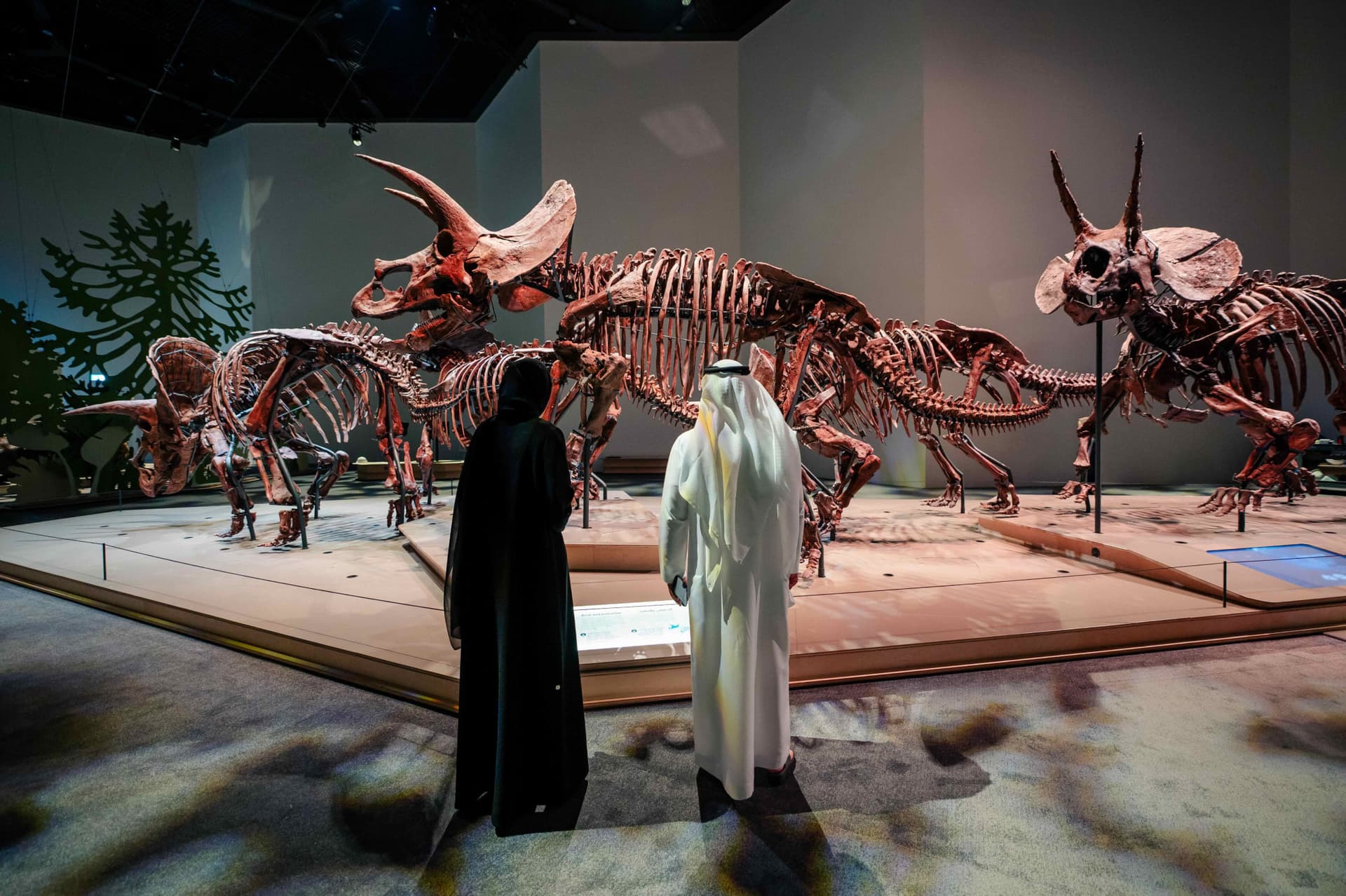 Natural History Museum Abu Dhabi Ticket - تصویر اصلی