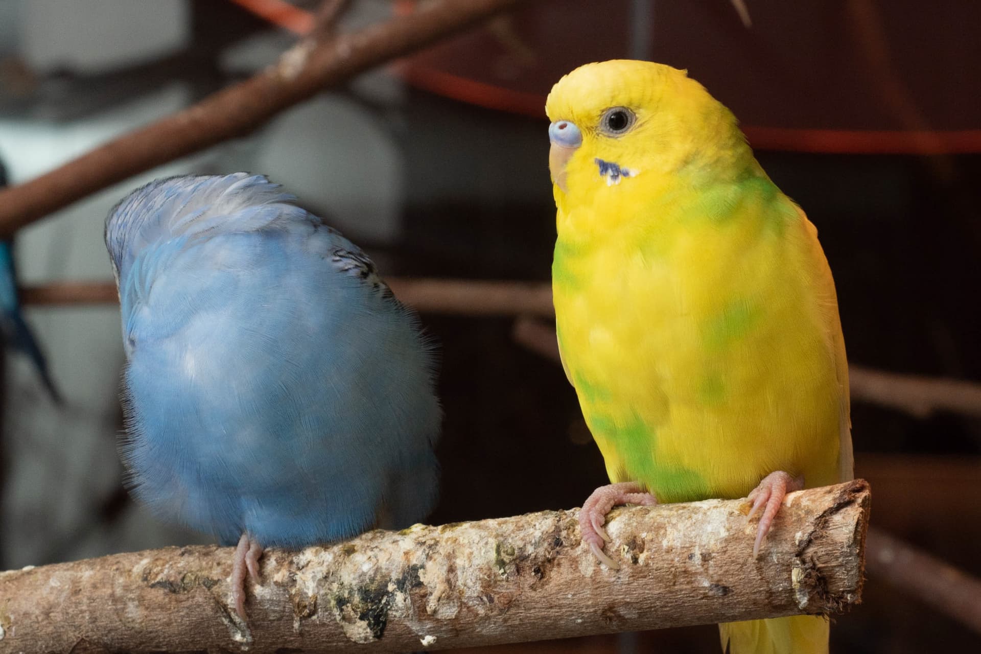Just Farm Indoor Zoo Kuala Lumpur  (Previously Known As Just Pets Megastore) - تصویر 17