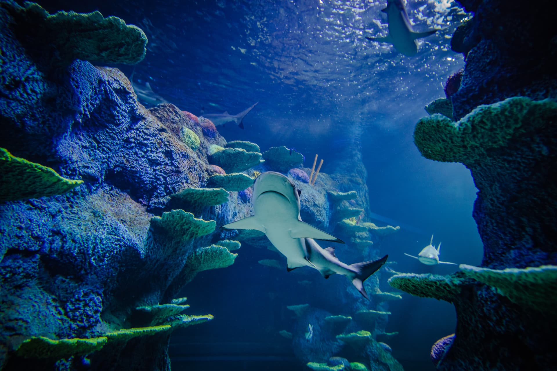 Go City Sydney All-Inclusive Pass: Save up to 50% on Attractions - تصویر 4