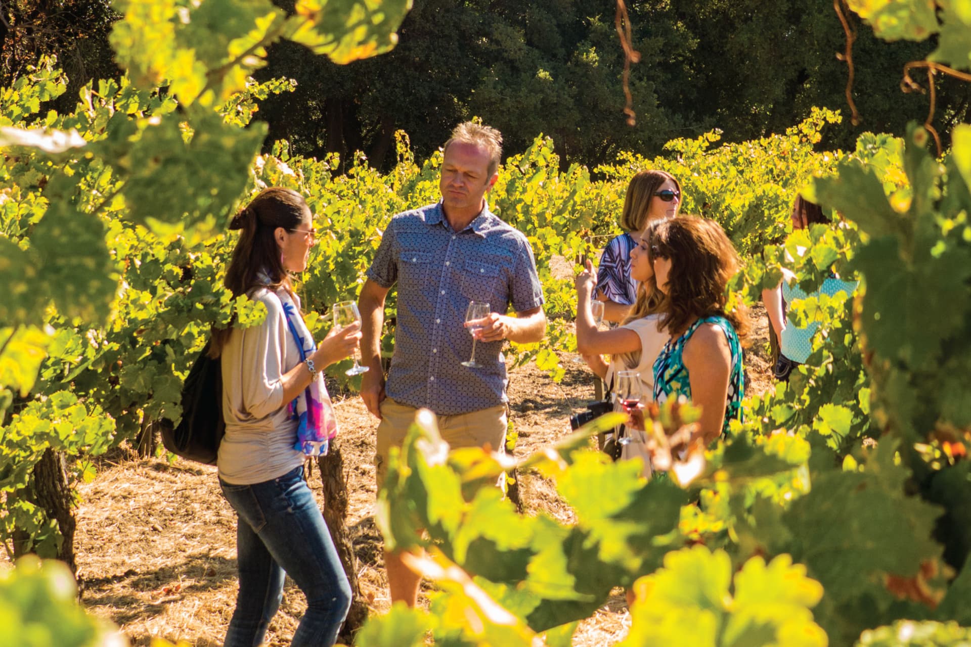 San Francisco Half-Day Wine Country Tour - تصویر اصلی