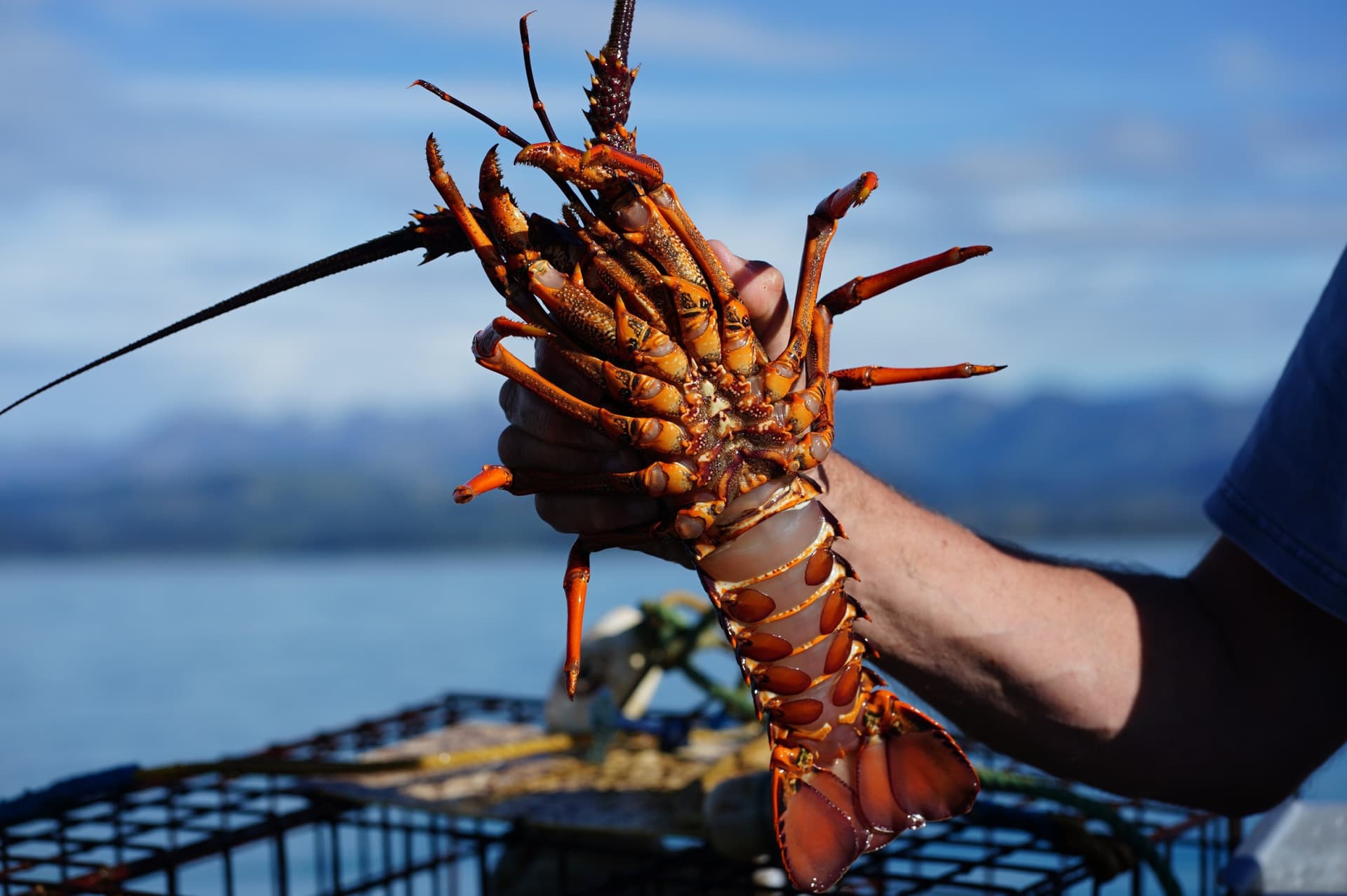 Fishing and Crayfish Trip from Kaikoura - تصویر 5