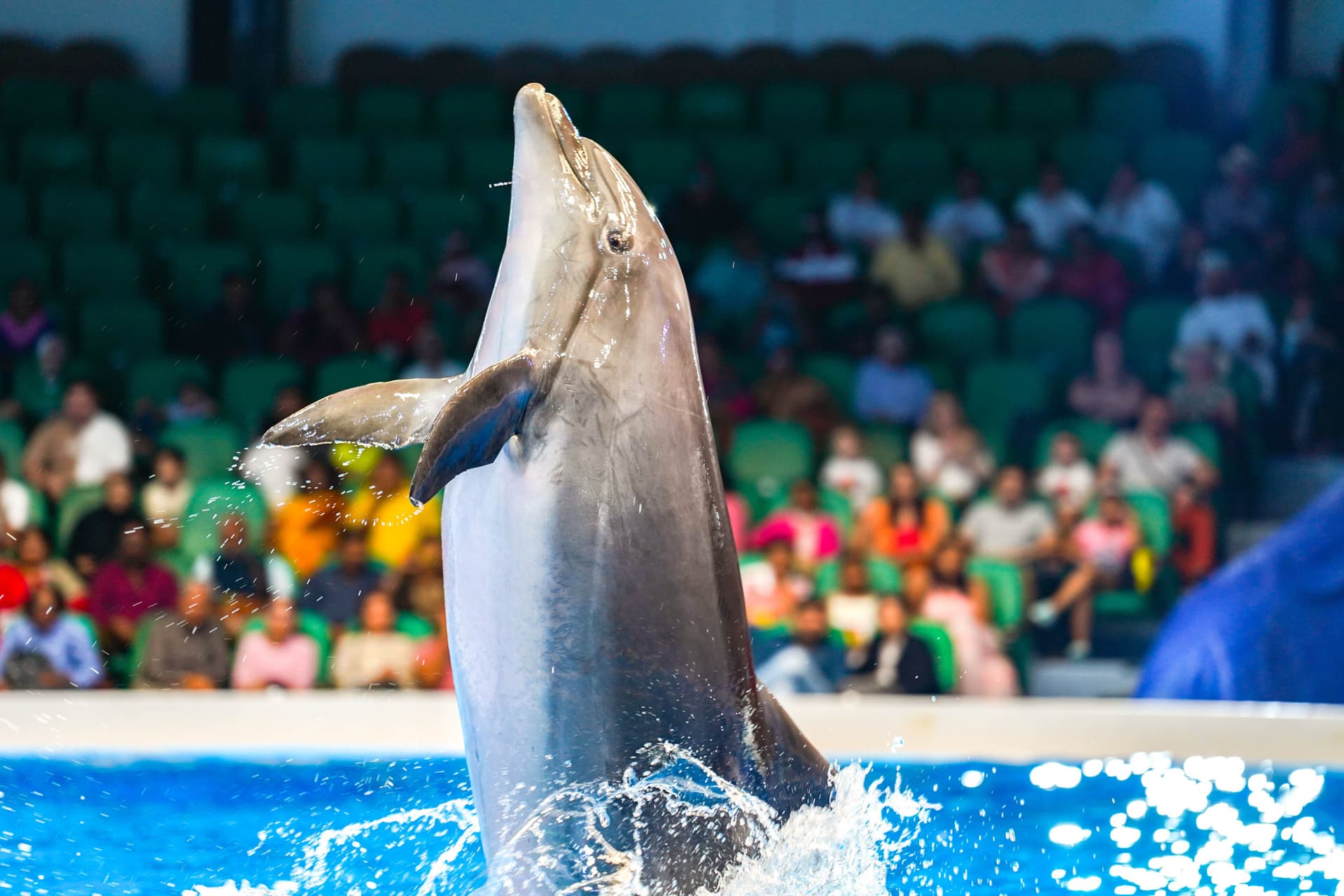 Dubai Dolphinarium Ticket - تصویر 3