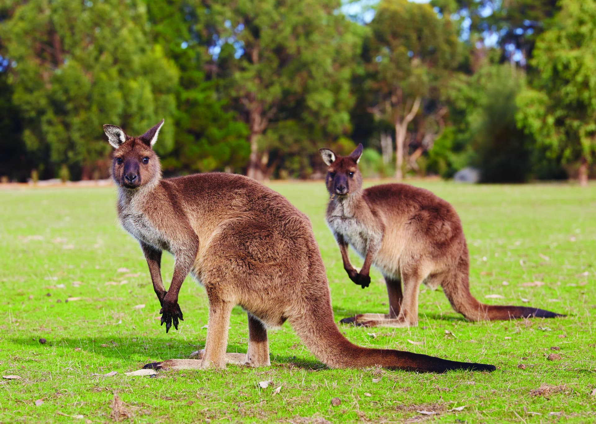 Kangaroo Island Tour from Adelaide - تصویر اصلی
