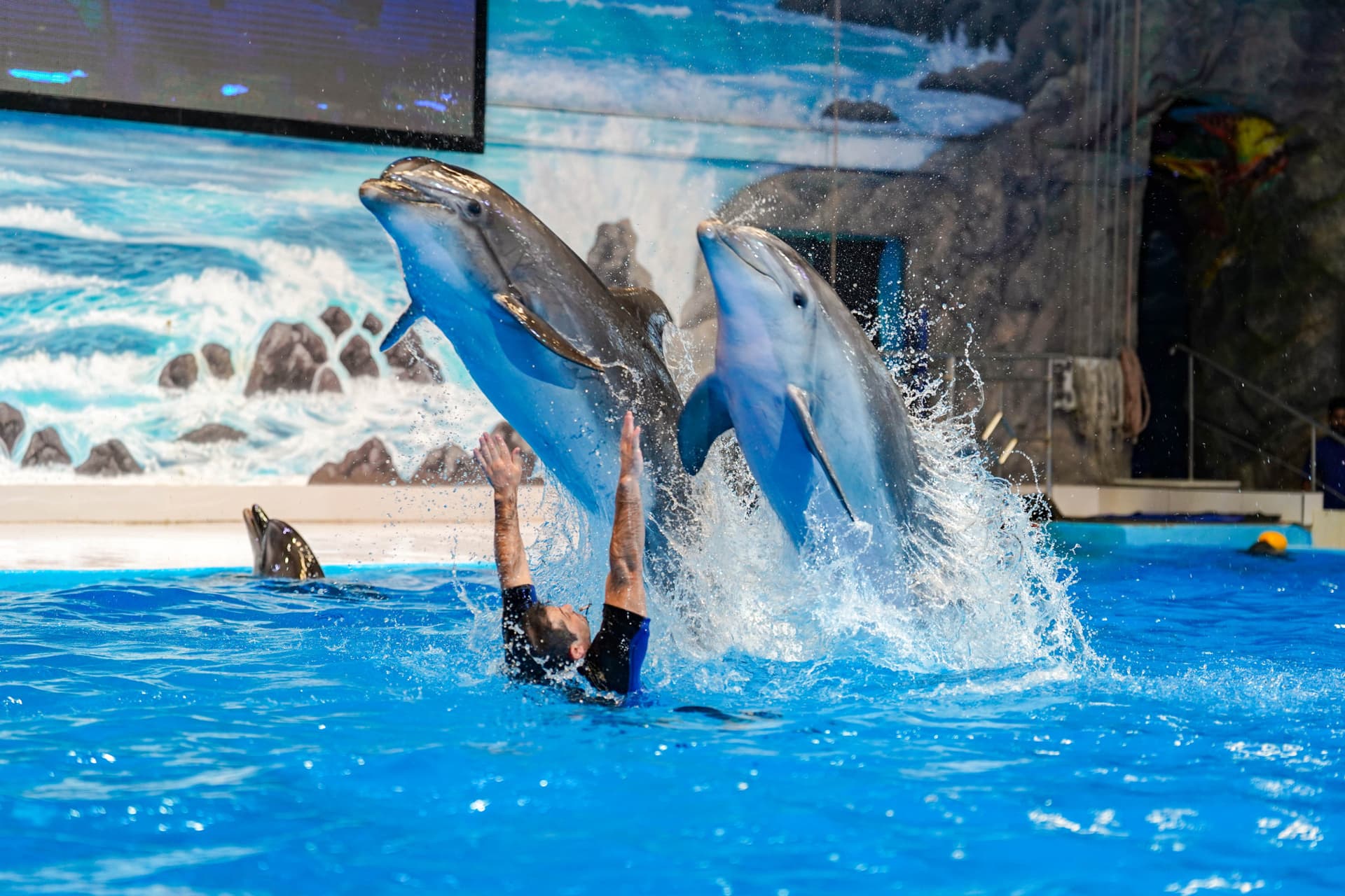 Dubai Dolphinarium Ticket - تصویر 2