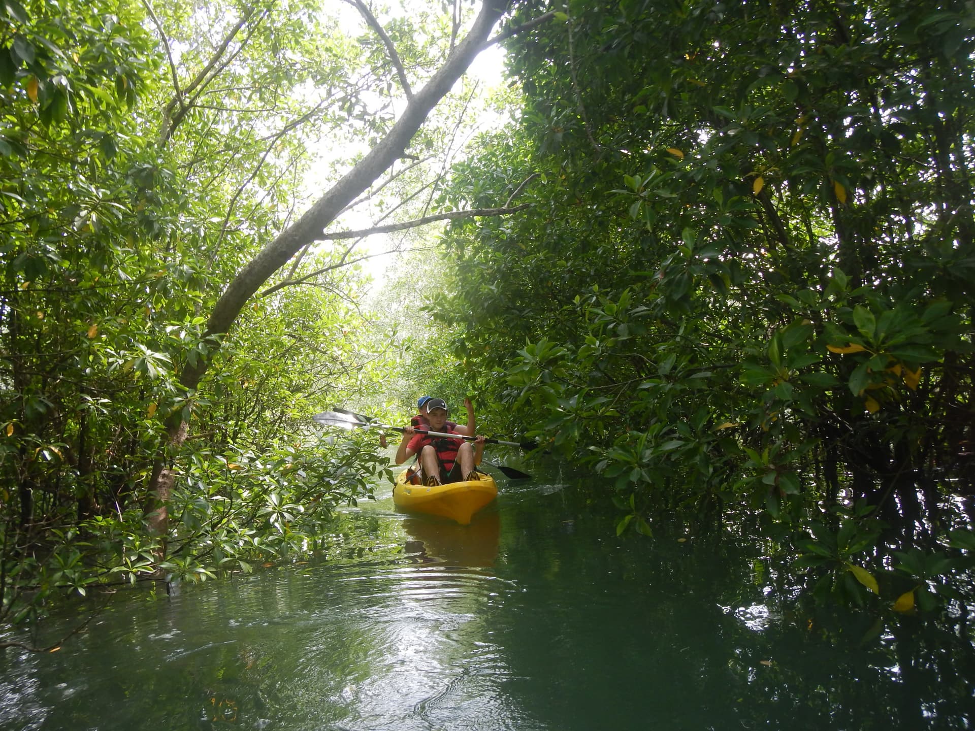 Pulau Ubin Kayaking - تصویر 4
