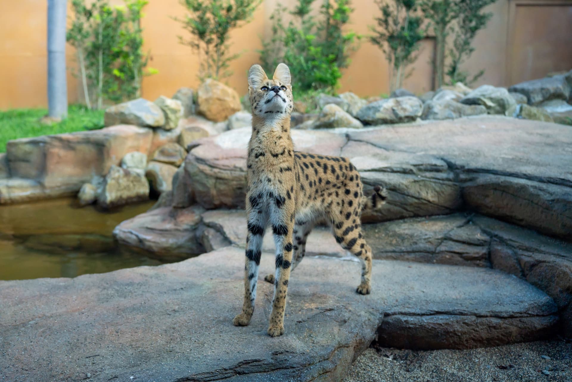 Nasu Animal Kingdom Ticket - تصویر اصلی
