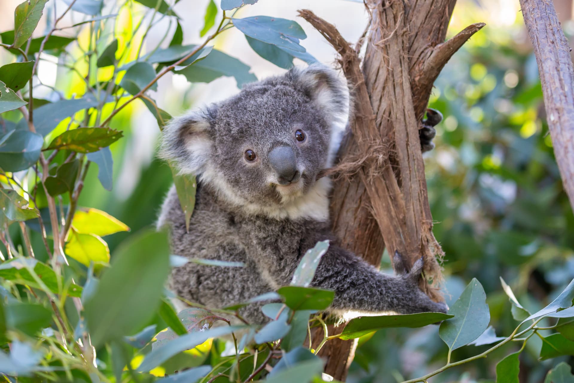 WILD LIFE Sydney Zoo Direct Entry Ticket - تصویر 4