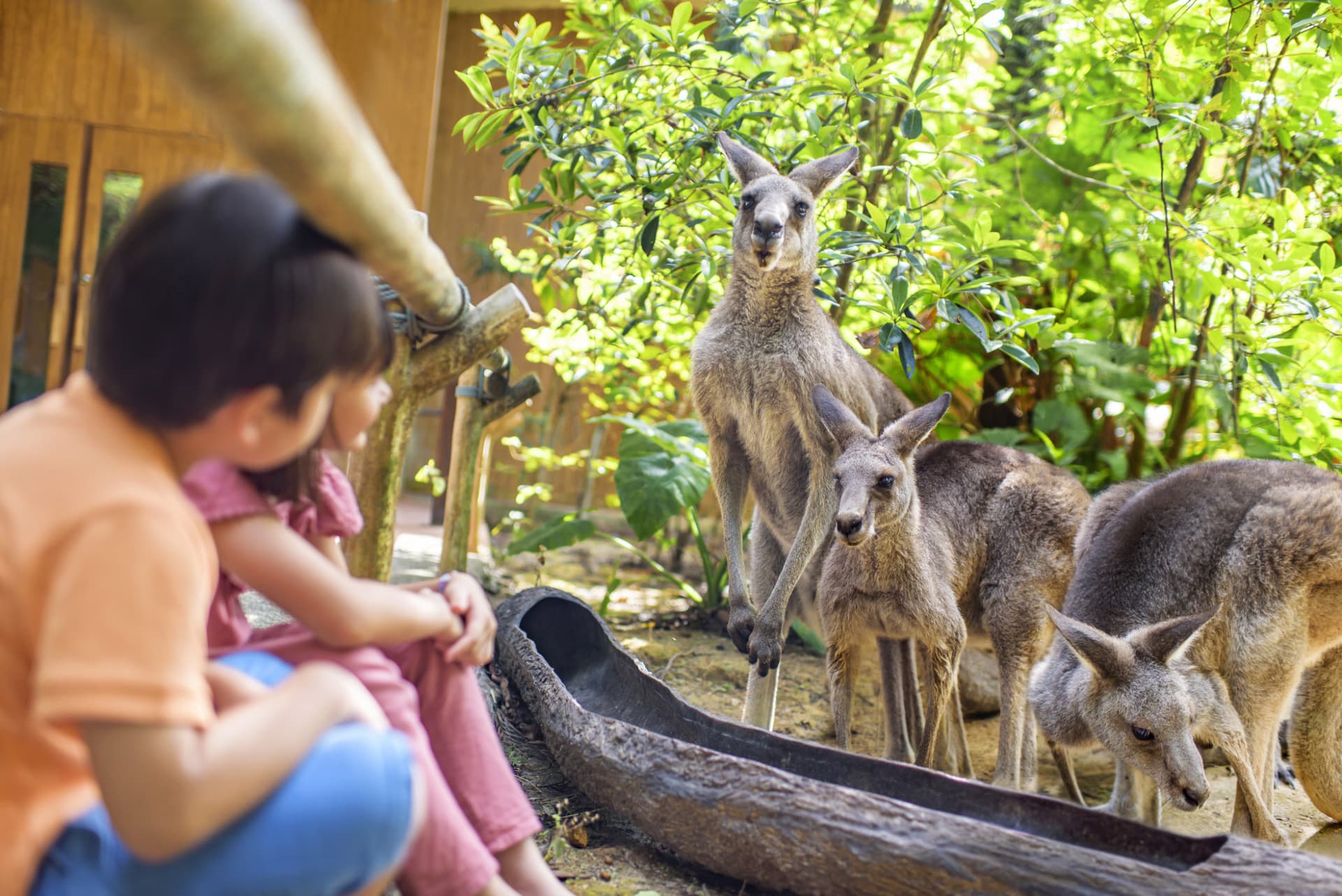 Singapore Zoo Ticket - تصویر 14