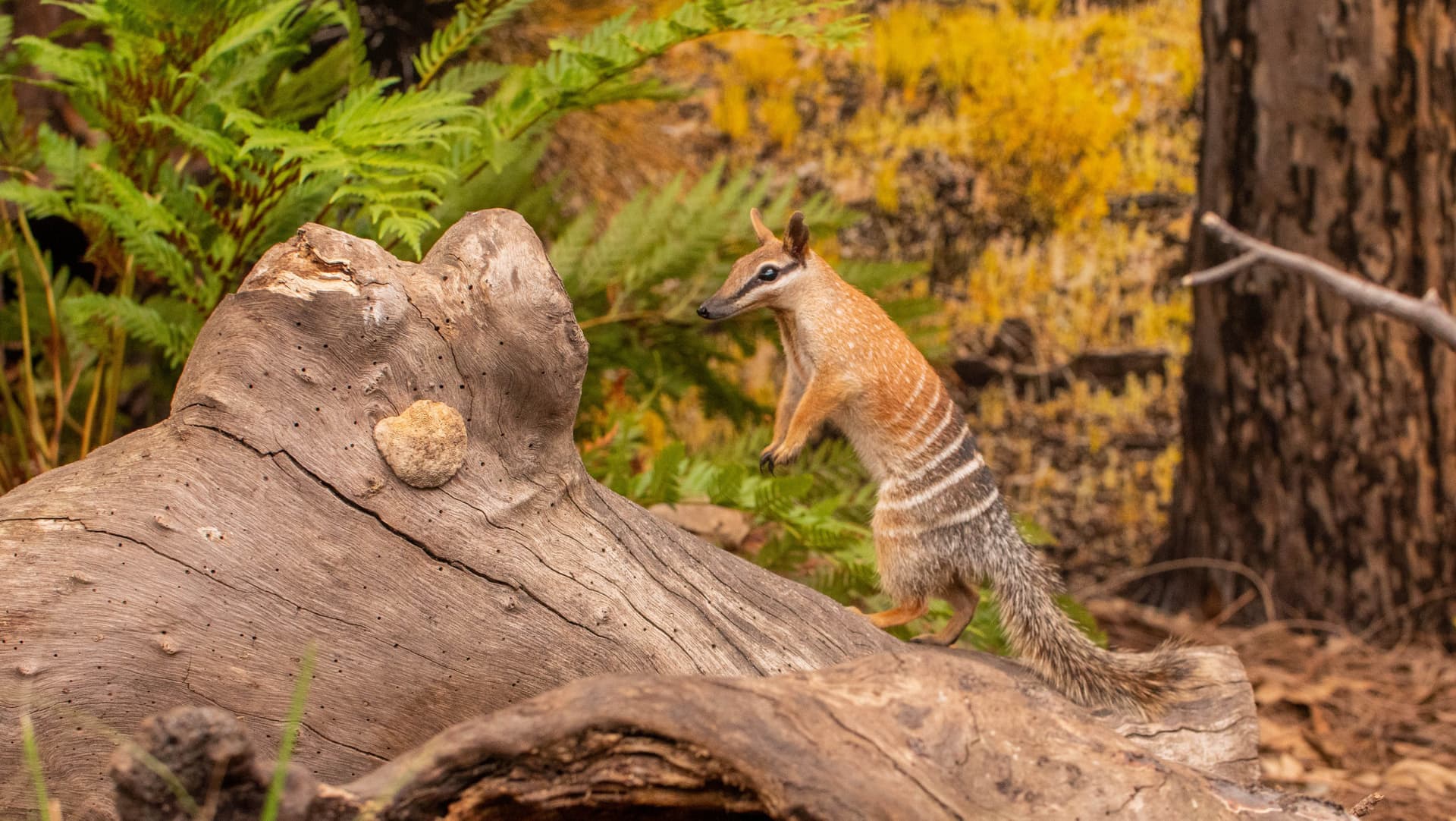 WILD LIFE Sydney Zoo Direct Entry Ticket - تصویر 8