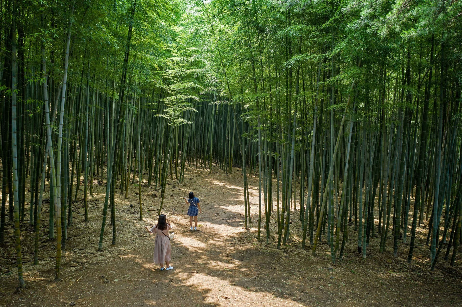 Busan Local Life Tour: Bamboo Forest, Haedongyonggungsa Temple, Gamcheon Culture Village - تصویر اصلی