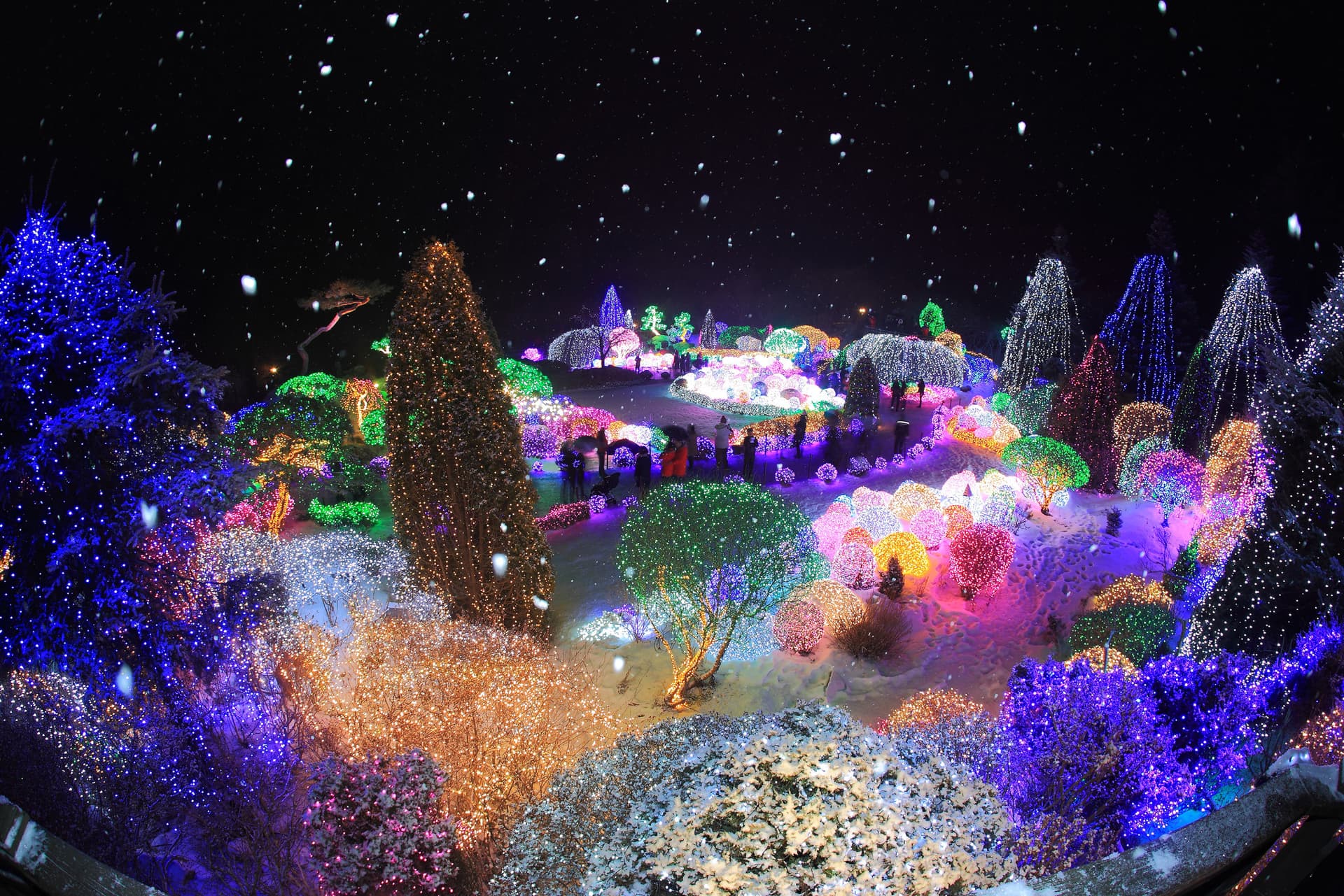 Alpaca World, Nami Island, and Garden of Morning Calm Tour from Seoul - تصویر 10