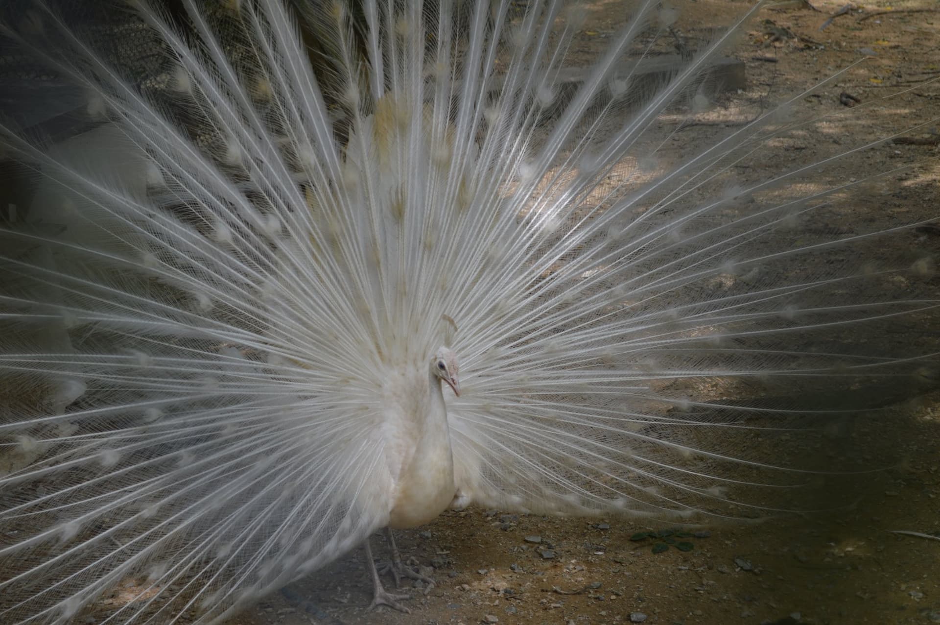 Okinawa Southeast Botanical Gardens - تصویر 30