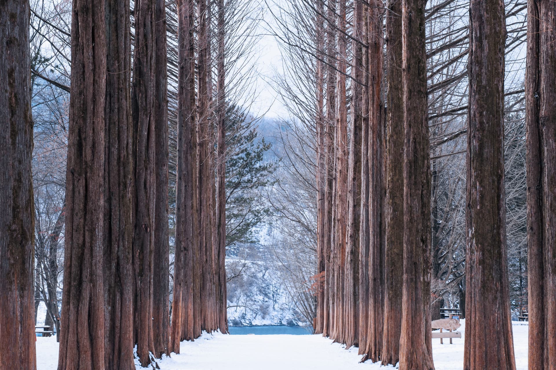 Nami Island, Petite France, Garden of Morning Calm, and Gangchon Rail Bike Tour from Seoul - تصویر 11