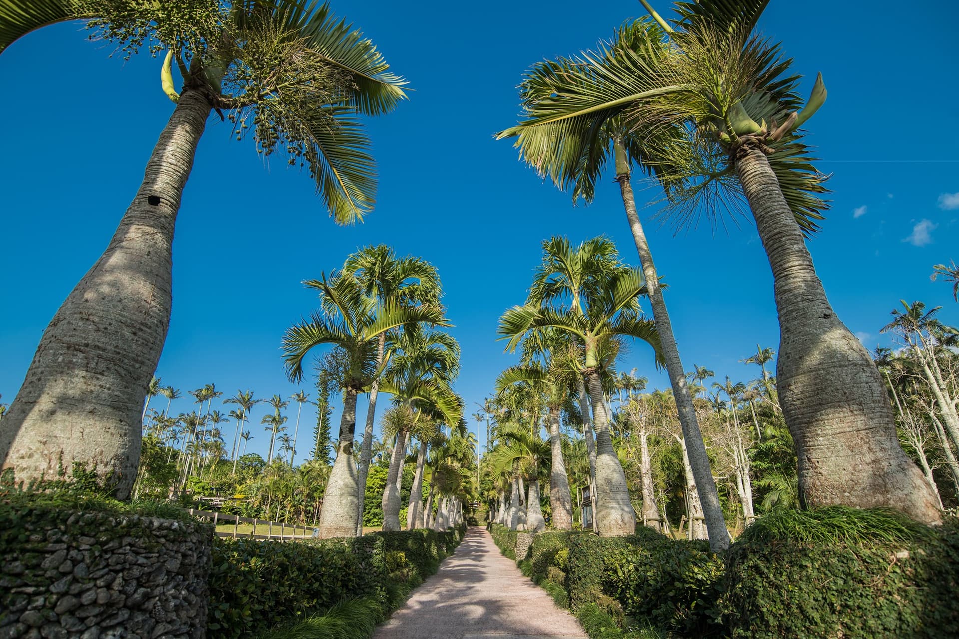 Okinawa Southeast Botanical Gardens - تصویر 5