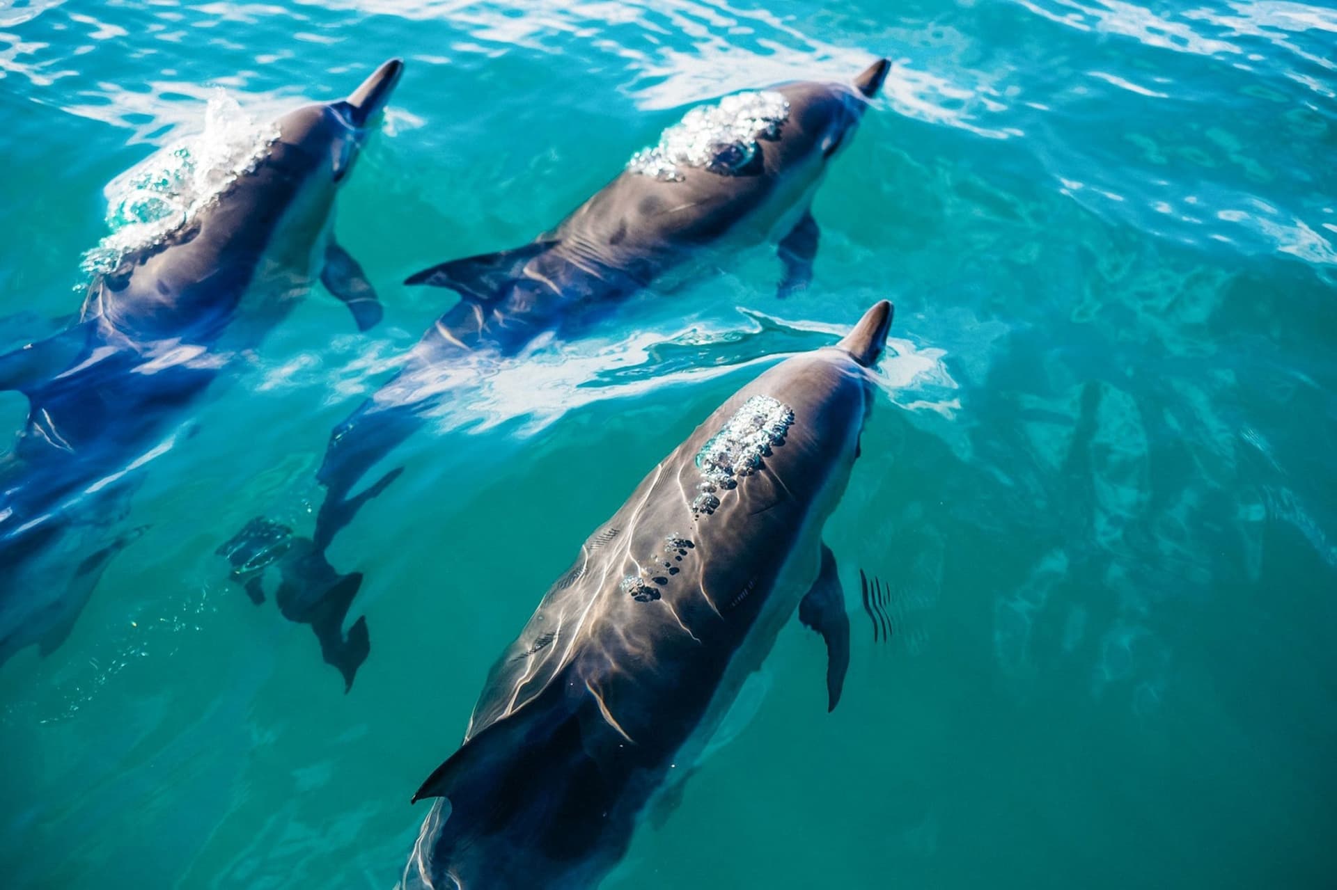 Key West: Dolphin Watching Cruise + Snorkeling + Drinks - تصویر اصلی