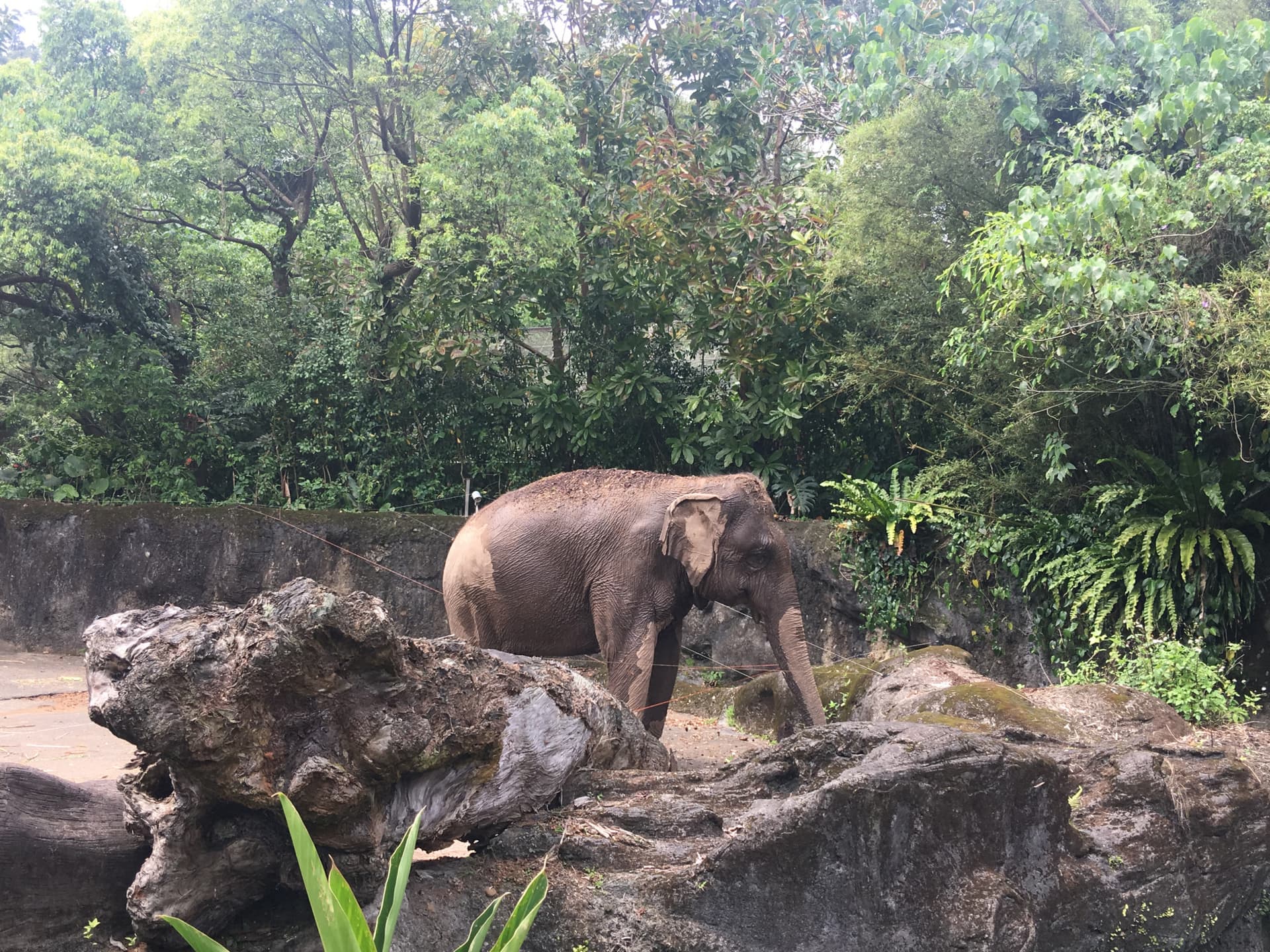 Taipei Zoo - تصویر 7
