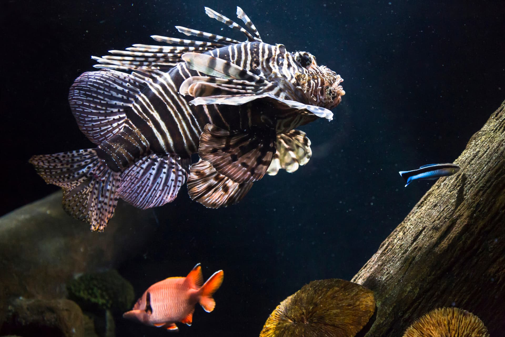 SEA LIFE Munich Aquarium Ticket - تصویر 8