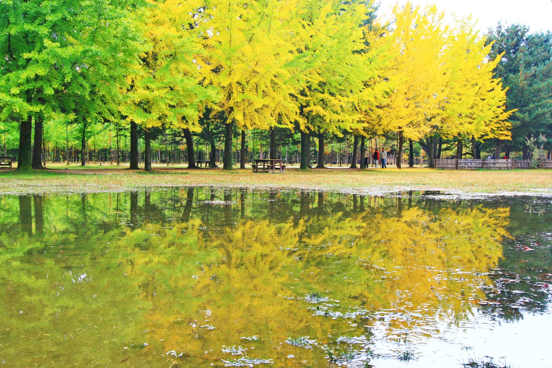 Nami Island, Mount Seorak, and Garden of Morning Calm Full-Day Tour from Seoul - تصویر 7