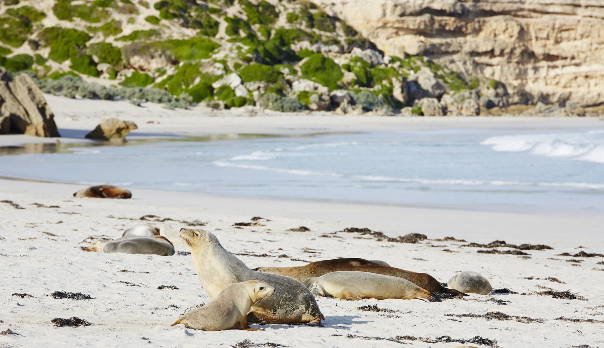Kangaroo Island Tour from Adelaide - تصویر 3