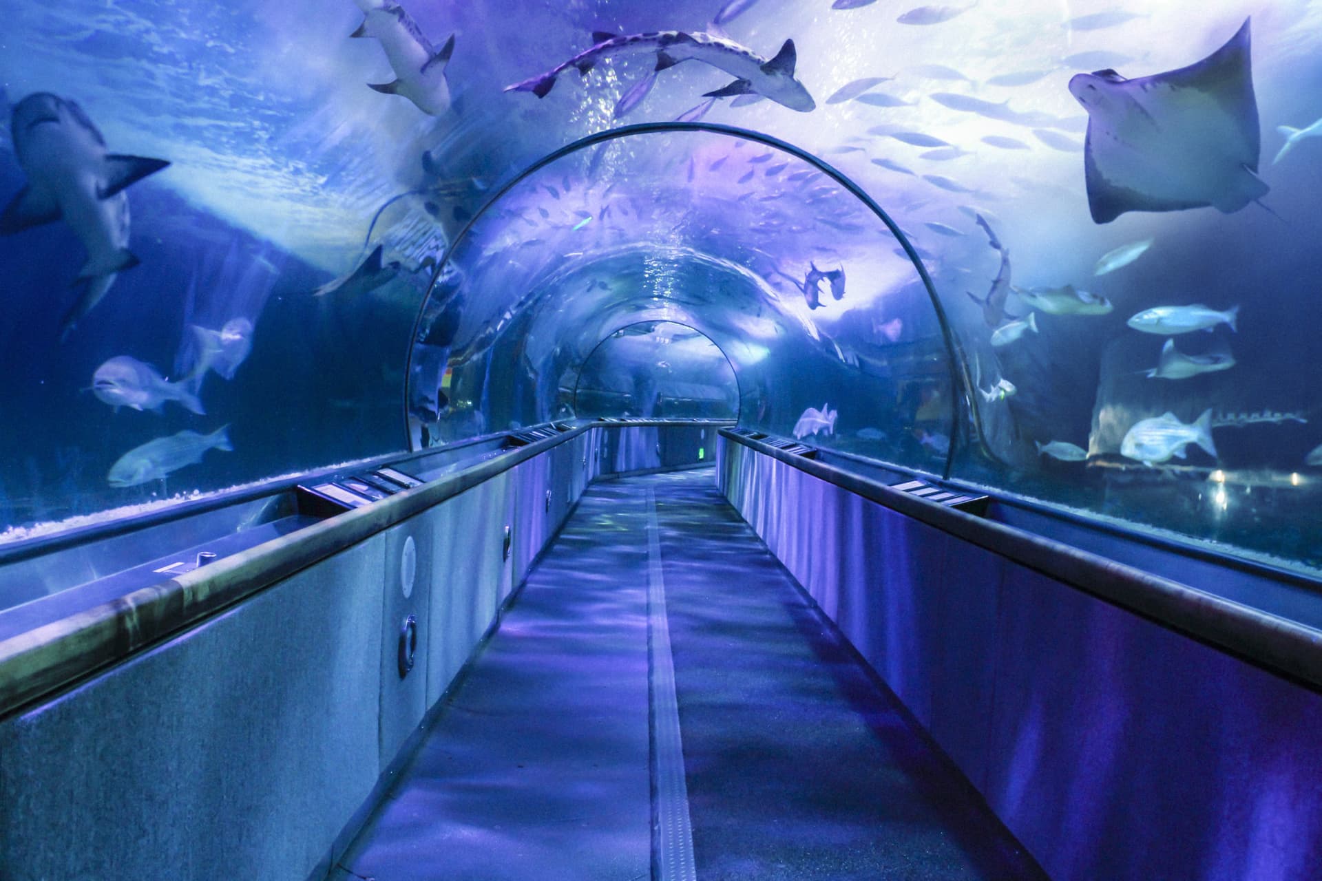 Go City San Francisco All-Inclusive Pass: Save up to 50% on Attractions - تصویر 4