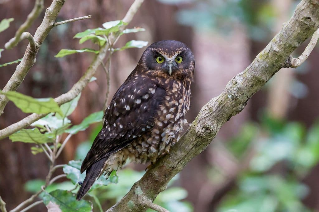 Zealandia Night Tour - تصویر 8