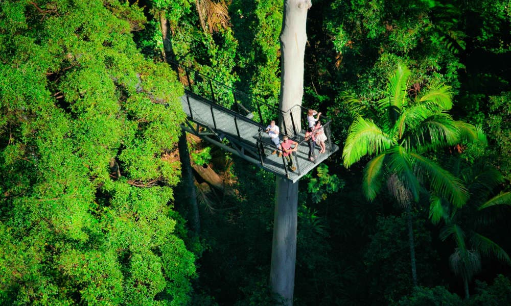 Tamborine Rainforest Skywalk - تصویر 2