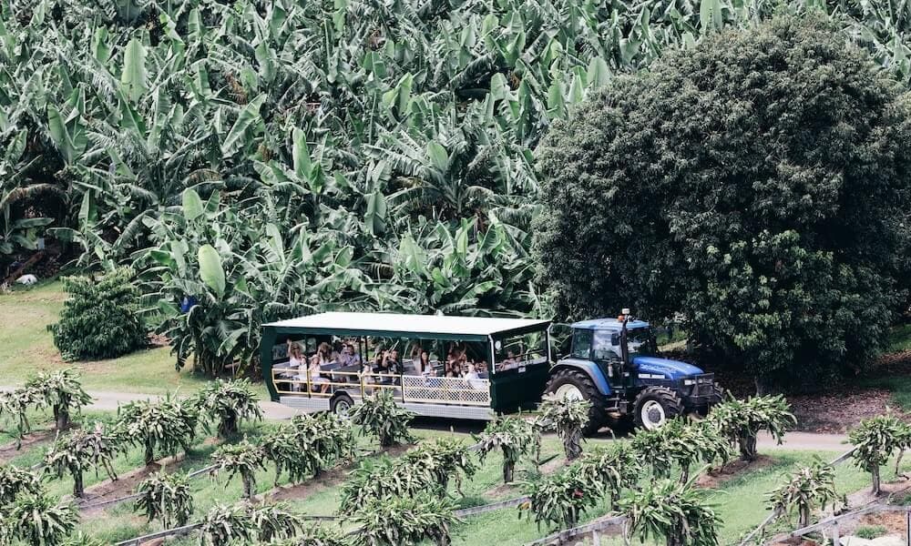 Tropical Fruit World Ticket - تصویر 3