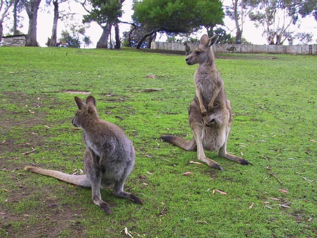 Richmond Village and Bonorong Wildlife Sanctuary Tour - تصویر 8