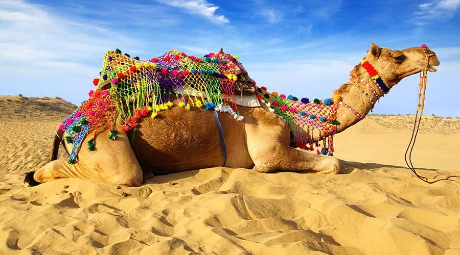Morning Desert Safari Tour from Dubai - تصویر 11