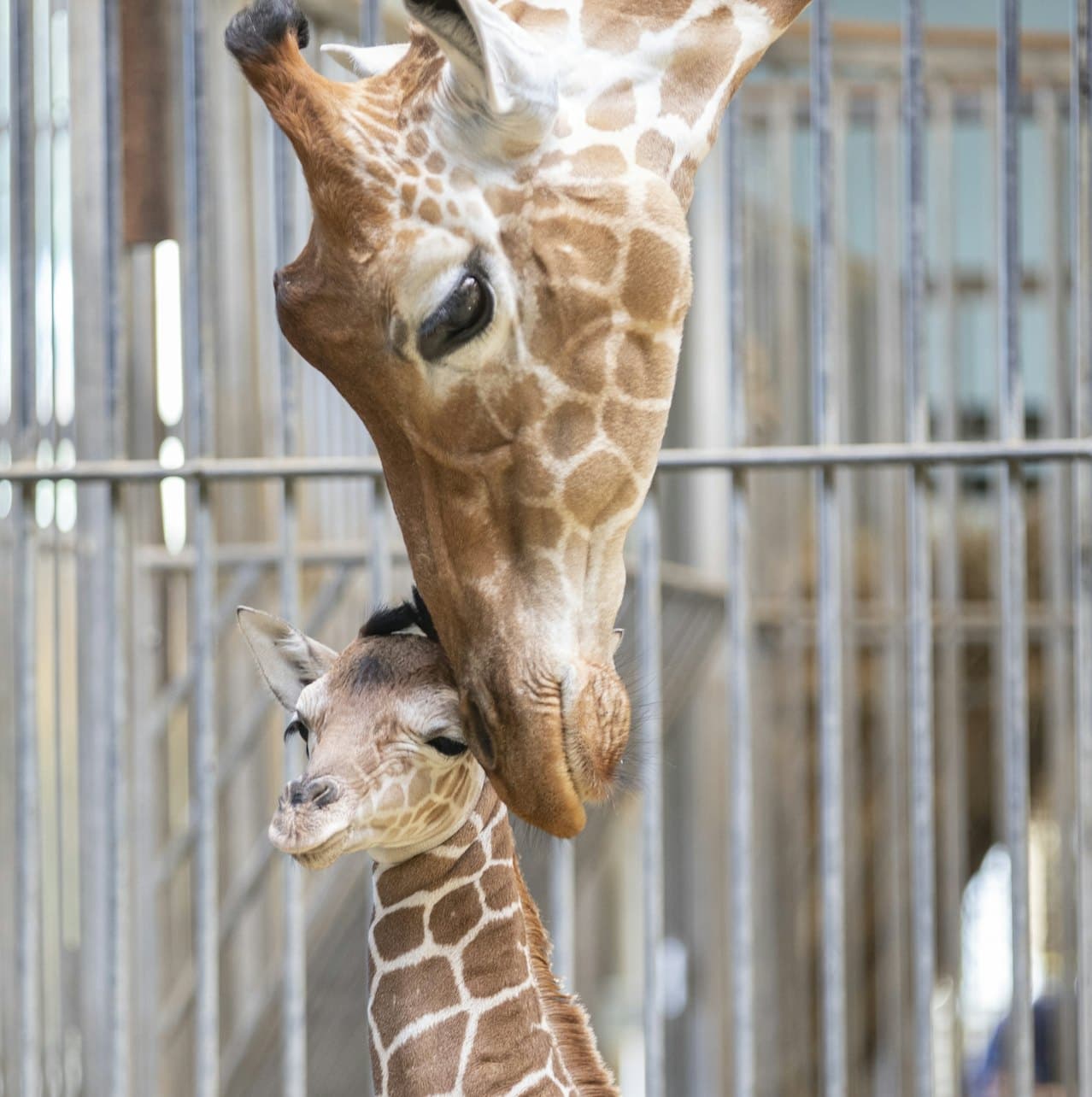 ZooParc de Beauval Ticket - تصویر 7