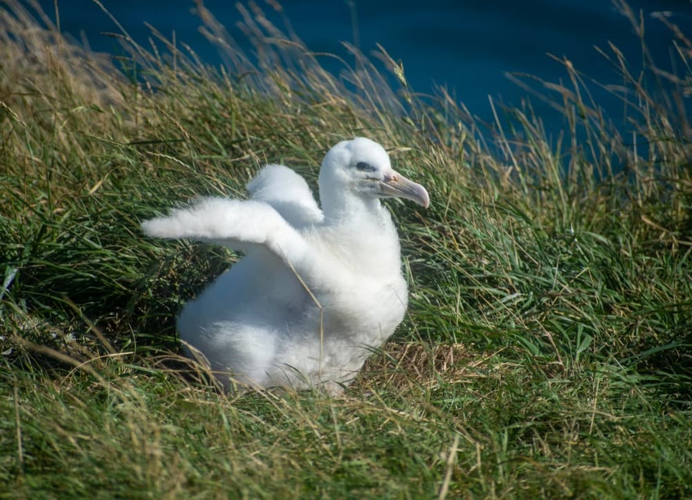 Albatross Classic Guided Tour - تصویر 6