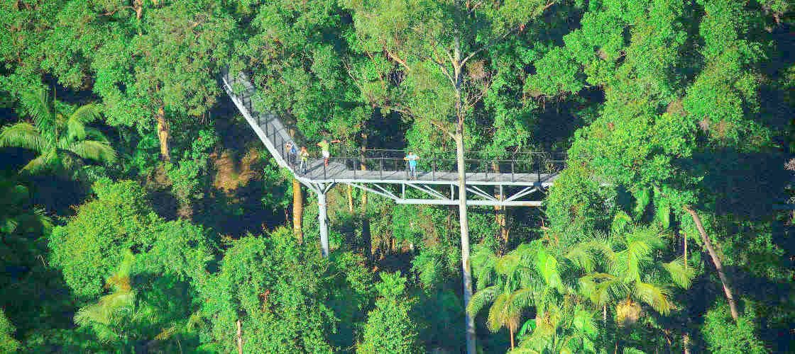 Tamborine Rainforest Skywalk - تصویر اصلی