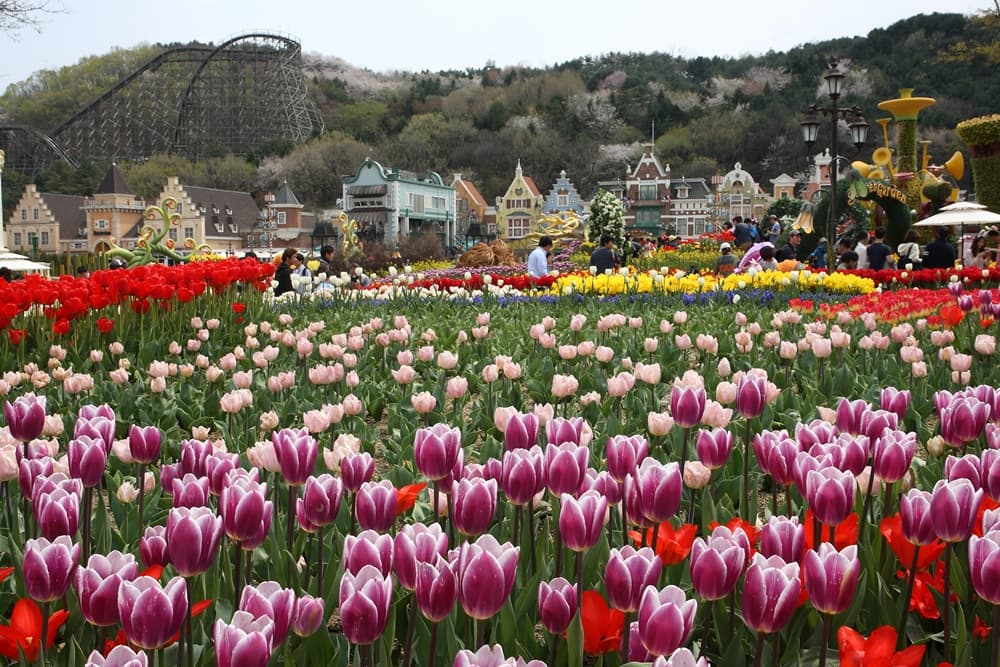 Everland Theme Park Ticket - تصویر 21